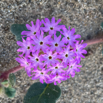 2026-02-IMG_0552251219