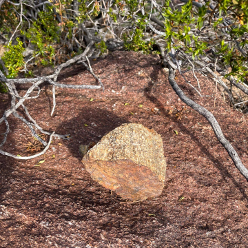 2026-02-IMG_0706251220