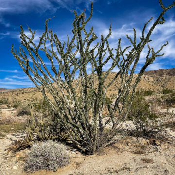 2026-02-IMG_0741251221