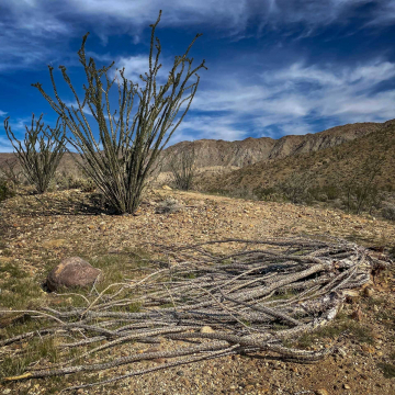 2026-02-IMG_0742251221