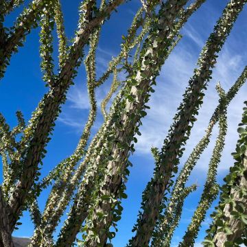 2026-02-IMG_0745251221