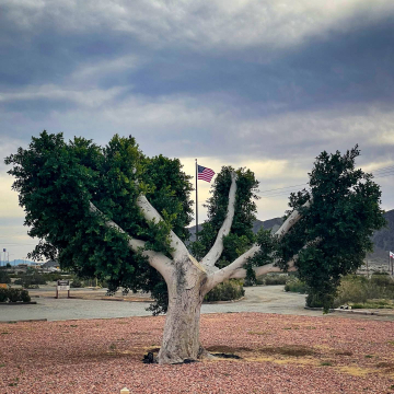 2026-02-IMG_0932251223