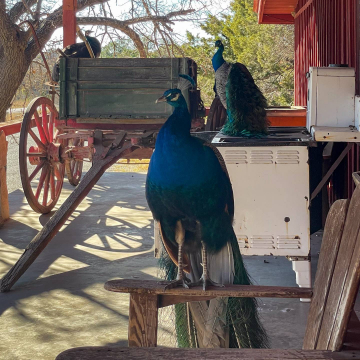 2026-02-IMG_1193251226