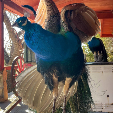 2026-02-IMG_1220251226