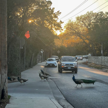 2026-02-IMG_1294251230