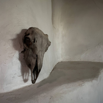 2026-02-IMG_9088251128