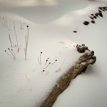 2026-02-IMG_E1993260126