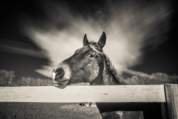 Horse, Upstate New York