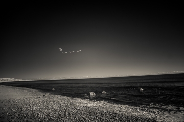 Migration, Martha's Vineyard