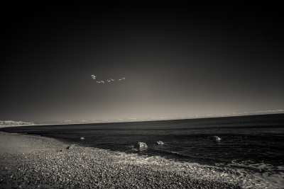 Migration, Martha's Vineyard