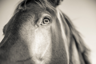 Horse, Upstate New York