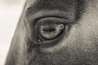 Horse, Upstate New York