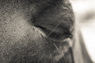 Horse, Upstate New York