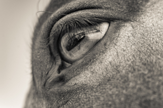 Horse, Upstate New York