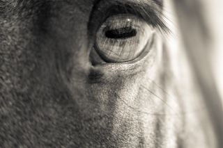 Horse, Upstate New York