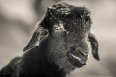 Babt Goat, Jordan