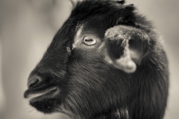 Babt Goat, Jordan