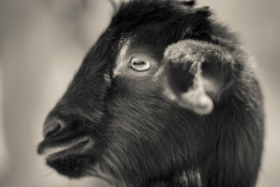 Babt Goat, Jordan