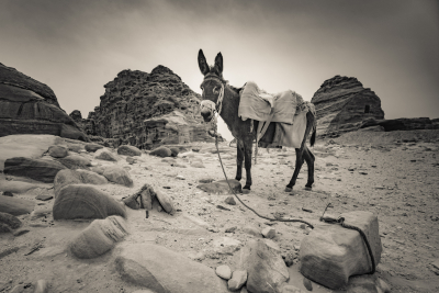 Donkey, Jordan