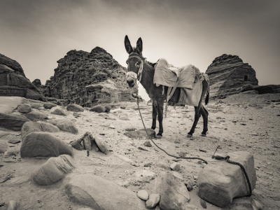 Donkey, Jordan
