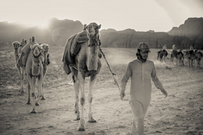 Camels, Jordan