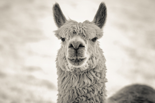 Llama, Maryland