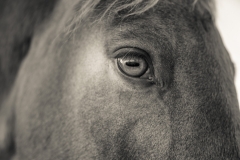 Horse, Upstate New York