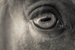 Horse, Upstate New York