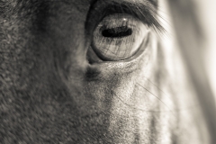 Horse, Upstate New York
