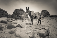 Donkey, Jordan