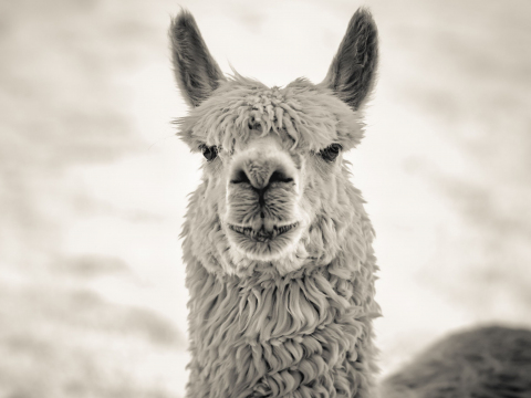 Llama, Maryland