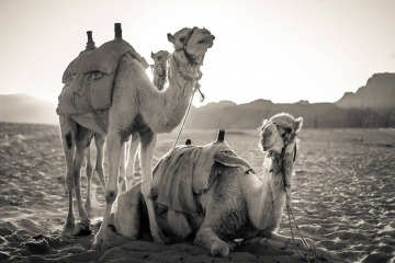 Sony A7 IR Jordan