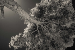 DSC4616-1