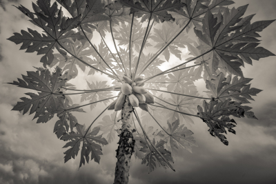 Papaya Tree, Taiwan