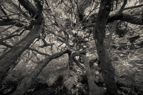 20210312-20210312-_DSC8561-BW