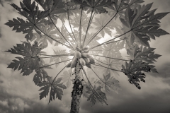 Papaya Tree, Taiwan